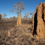 finding gold in termite mounds