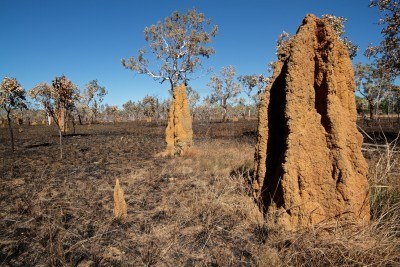 Ants & mankind involved with finding gold.